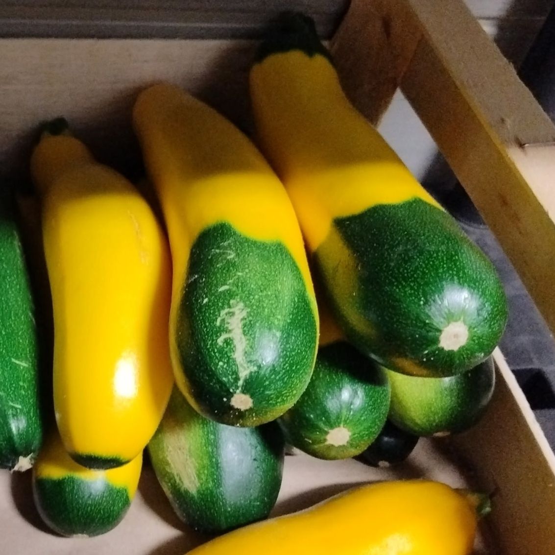 COURGETTE DALMATIENNE