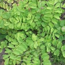 Pimprenelle / sanguisorba minor scop. (AB)