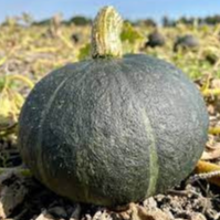 Courge Potimarron Vert D'Hokaïdo - 1kg