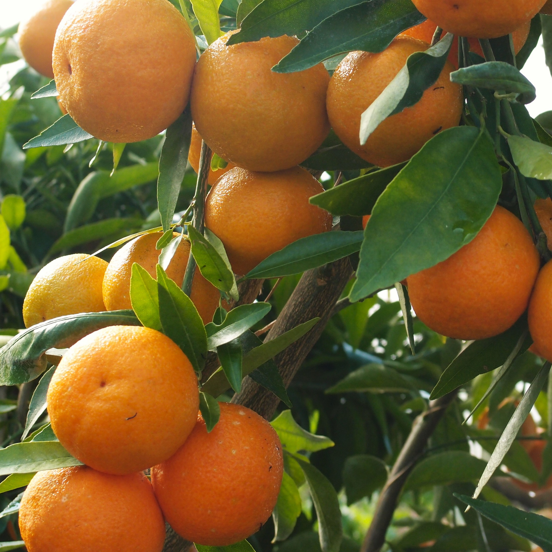 Clémentinier Corsica - 3l