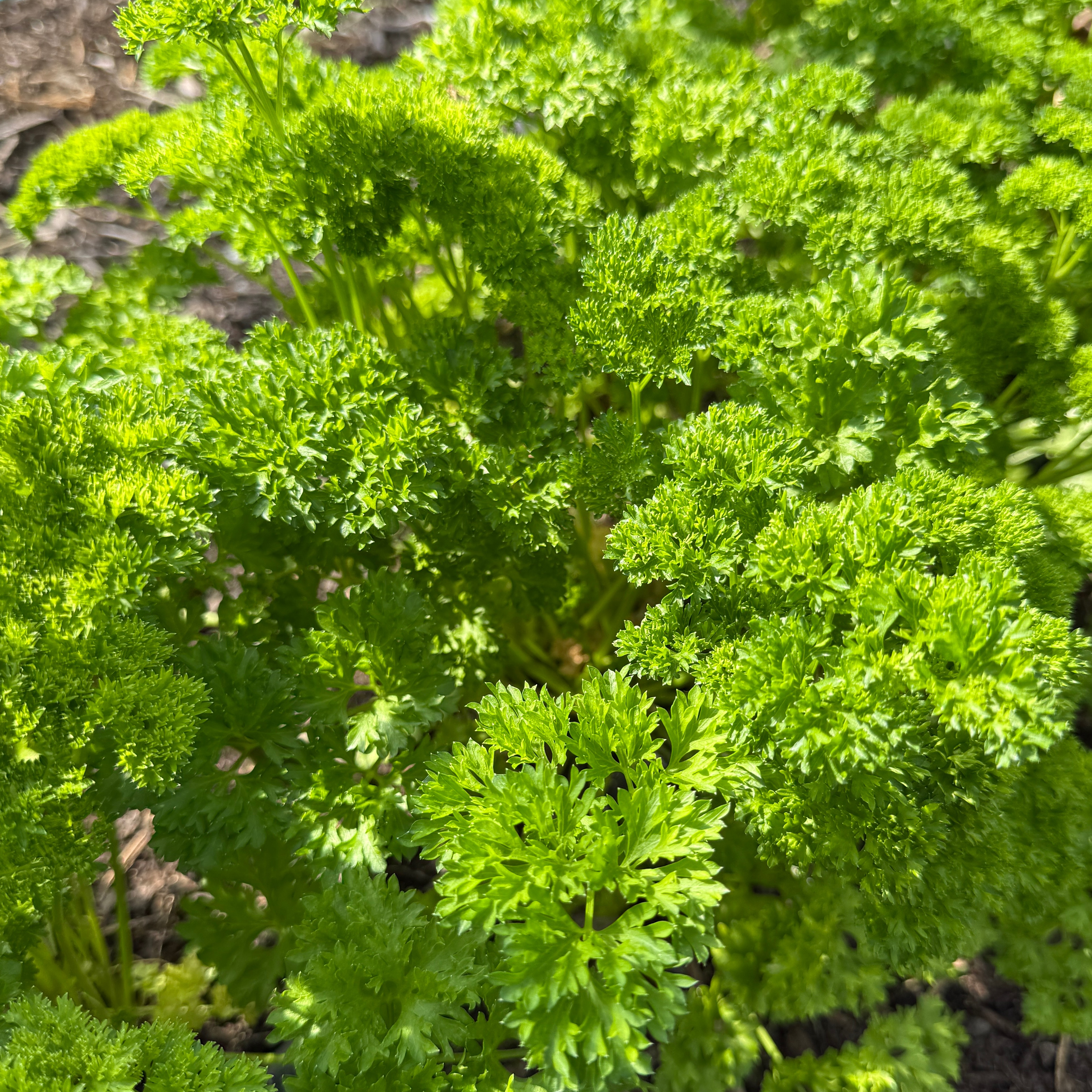 Persil frisée bouquet