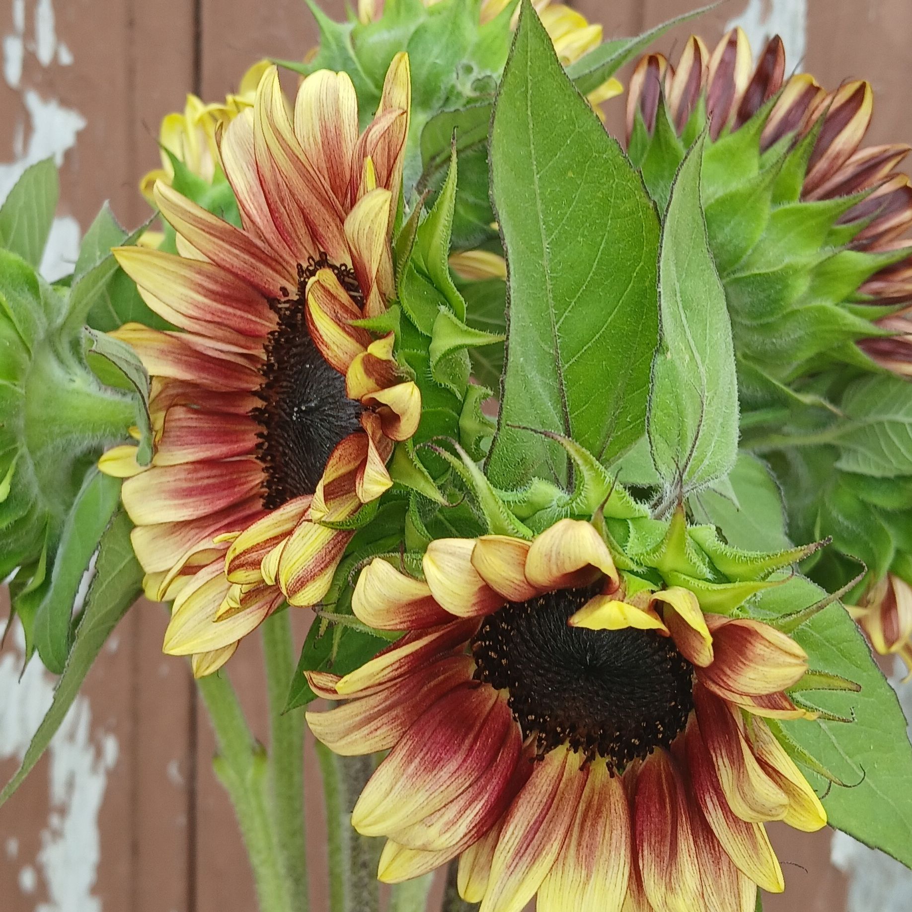 Tournesols plum