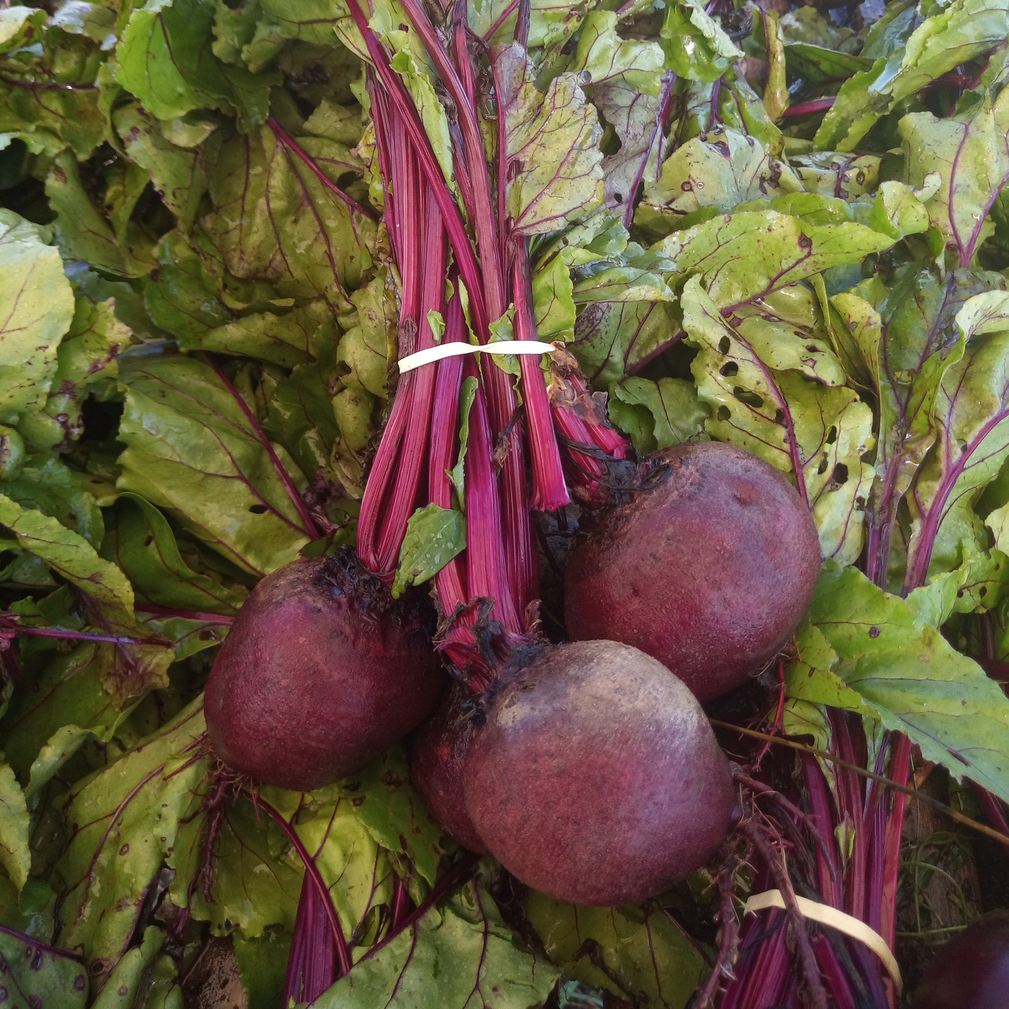 Betterave rouge / la botte