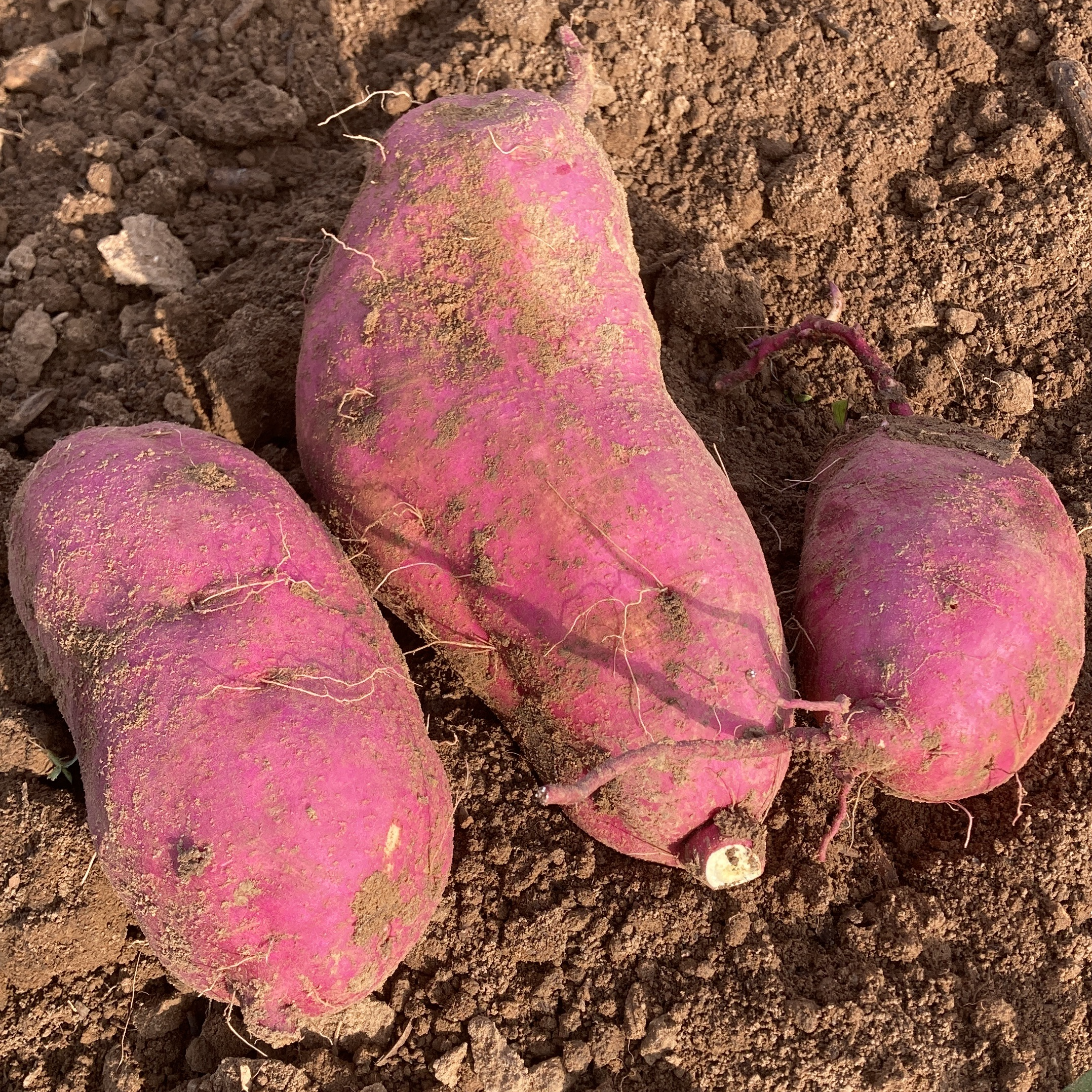 Patate douce violette (1kg)