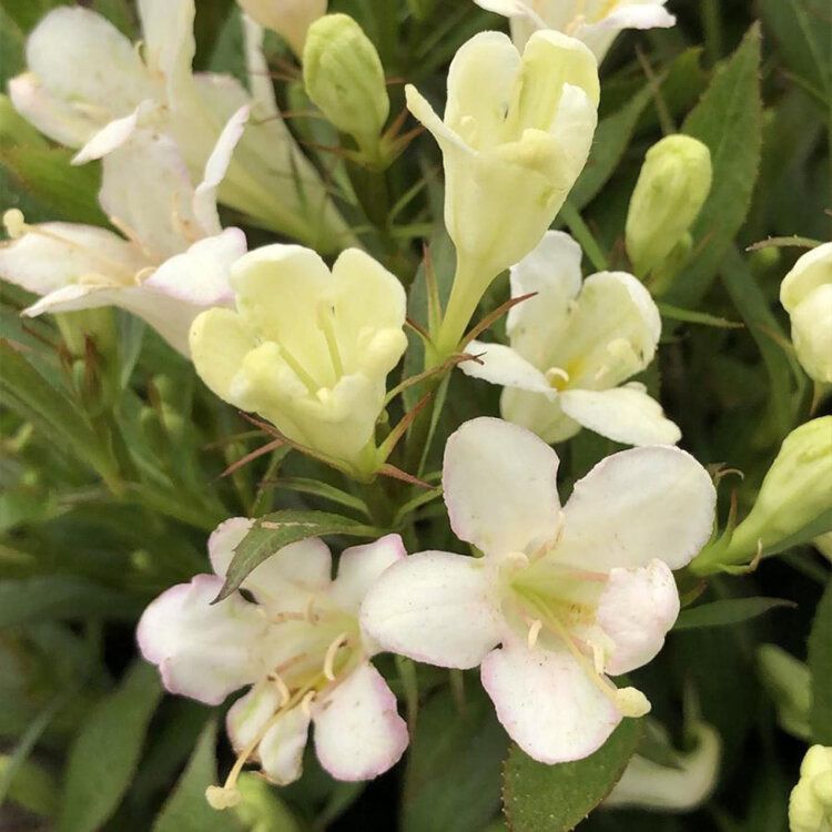 Weigelia nain blanc - Weigelia florida "Picobella Bianco"