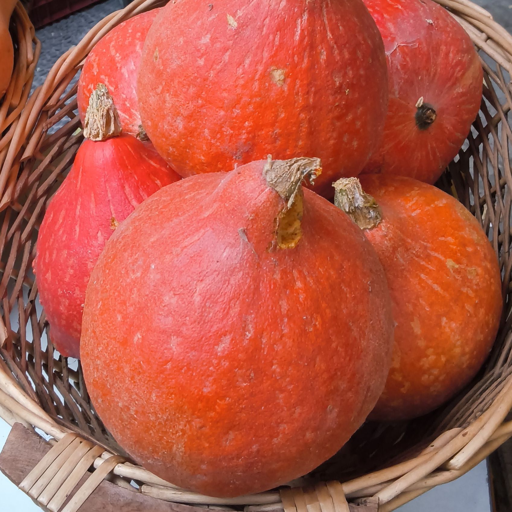 Potimarron