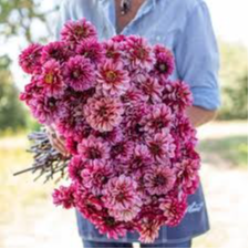 Tubercule - Dahlia Senior's Hope