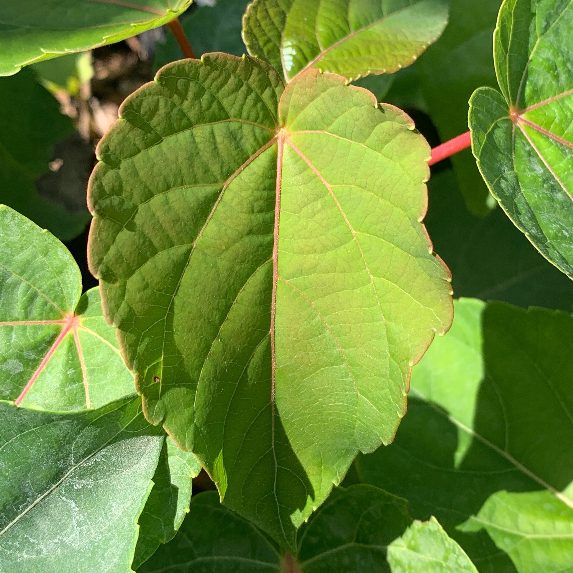Idesia polycarpa - pot 1L