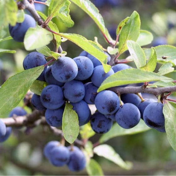 Prunelle épine noire (100gr)