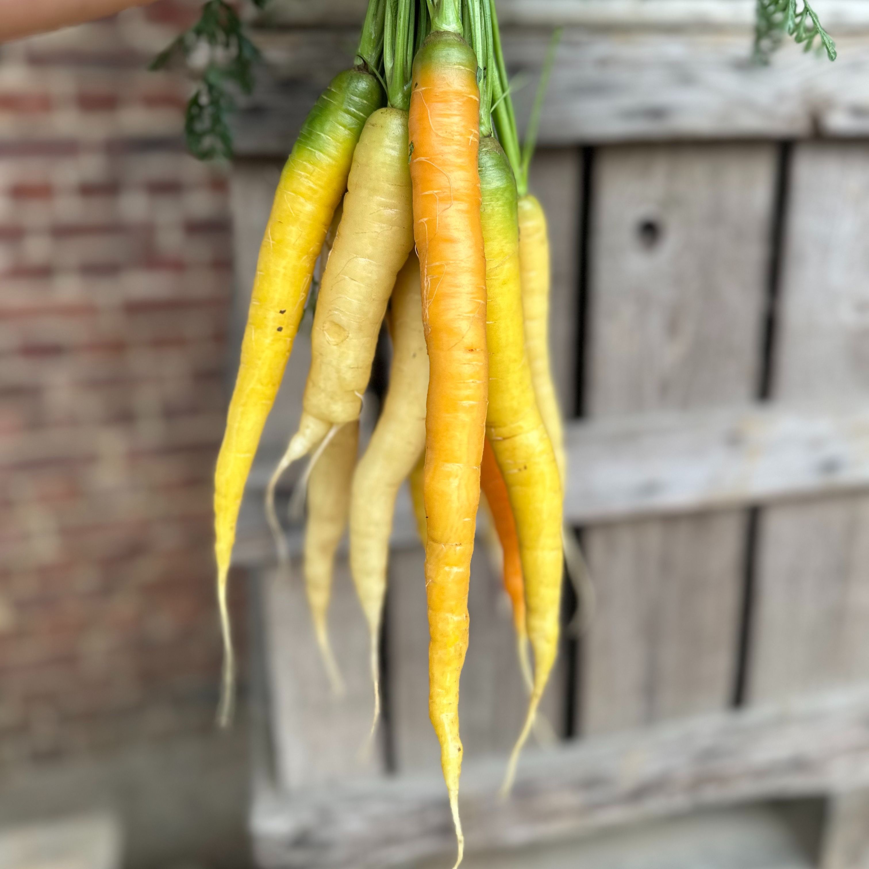 Botte de carottes jaunes