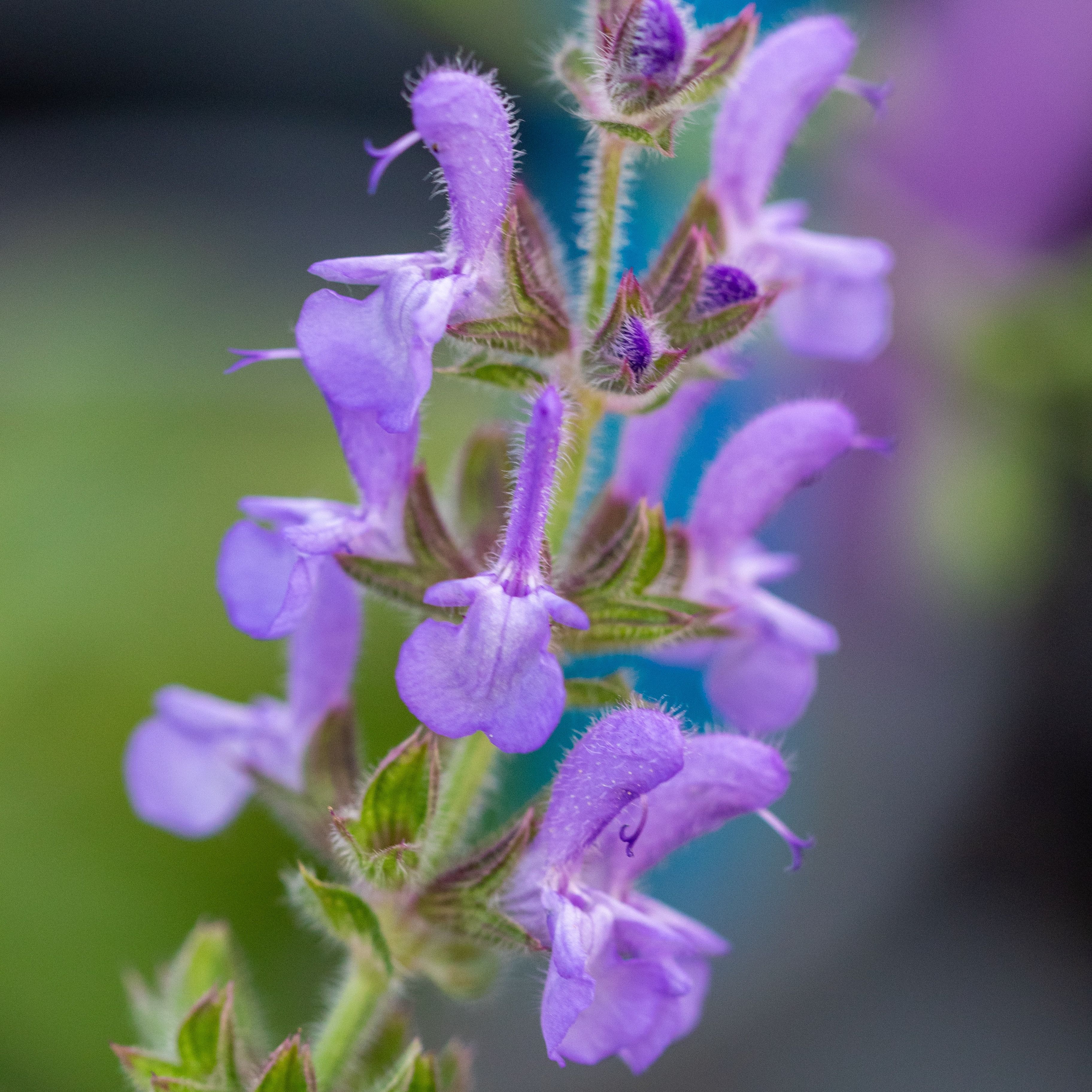 Salvia amplexicaulis