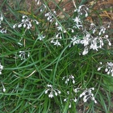 Ohiopogon chingii Luchan