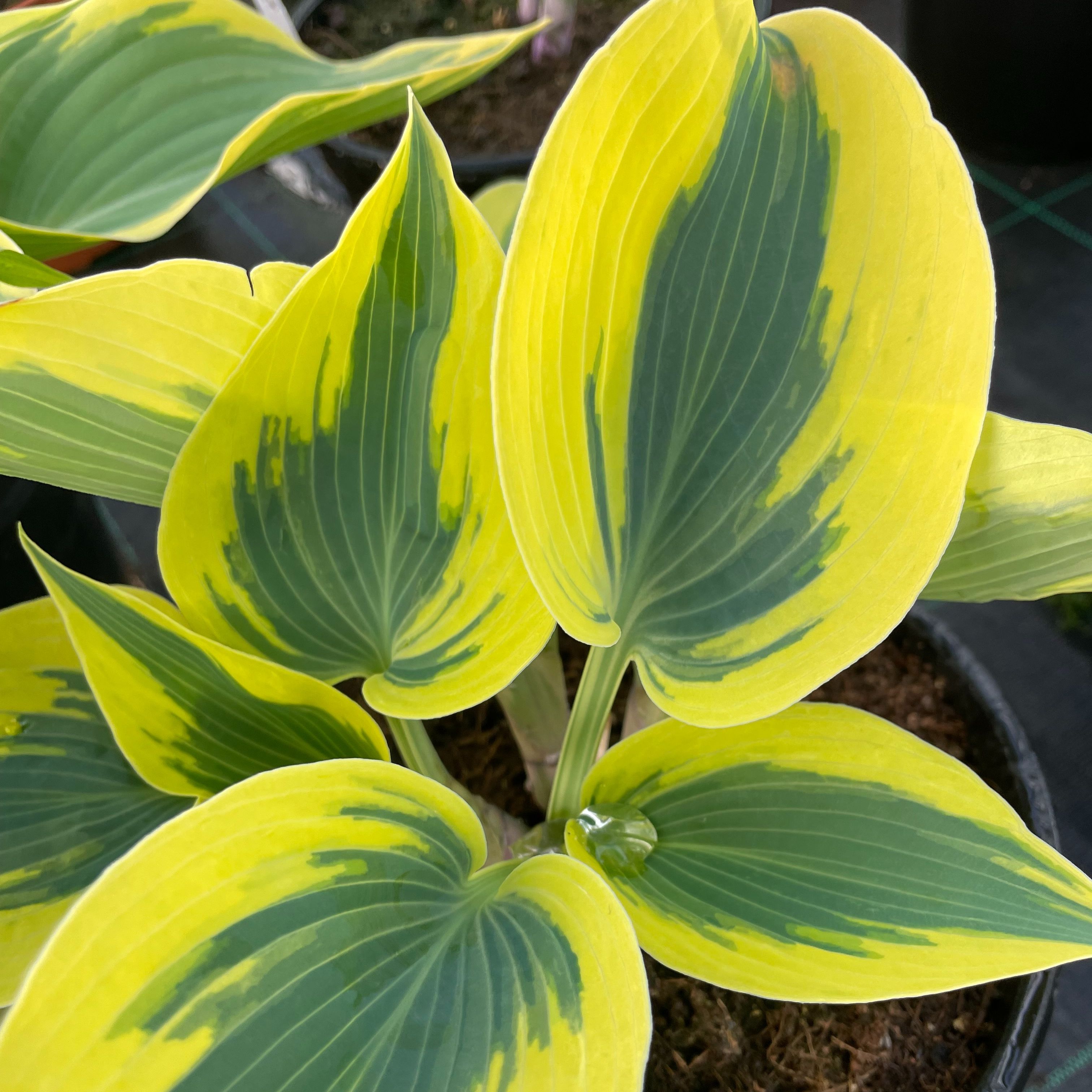Hosta 'Autumn Frost'