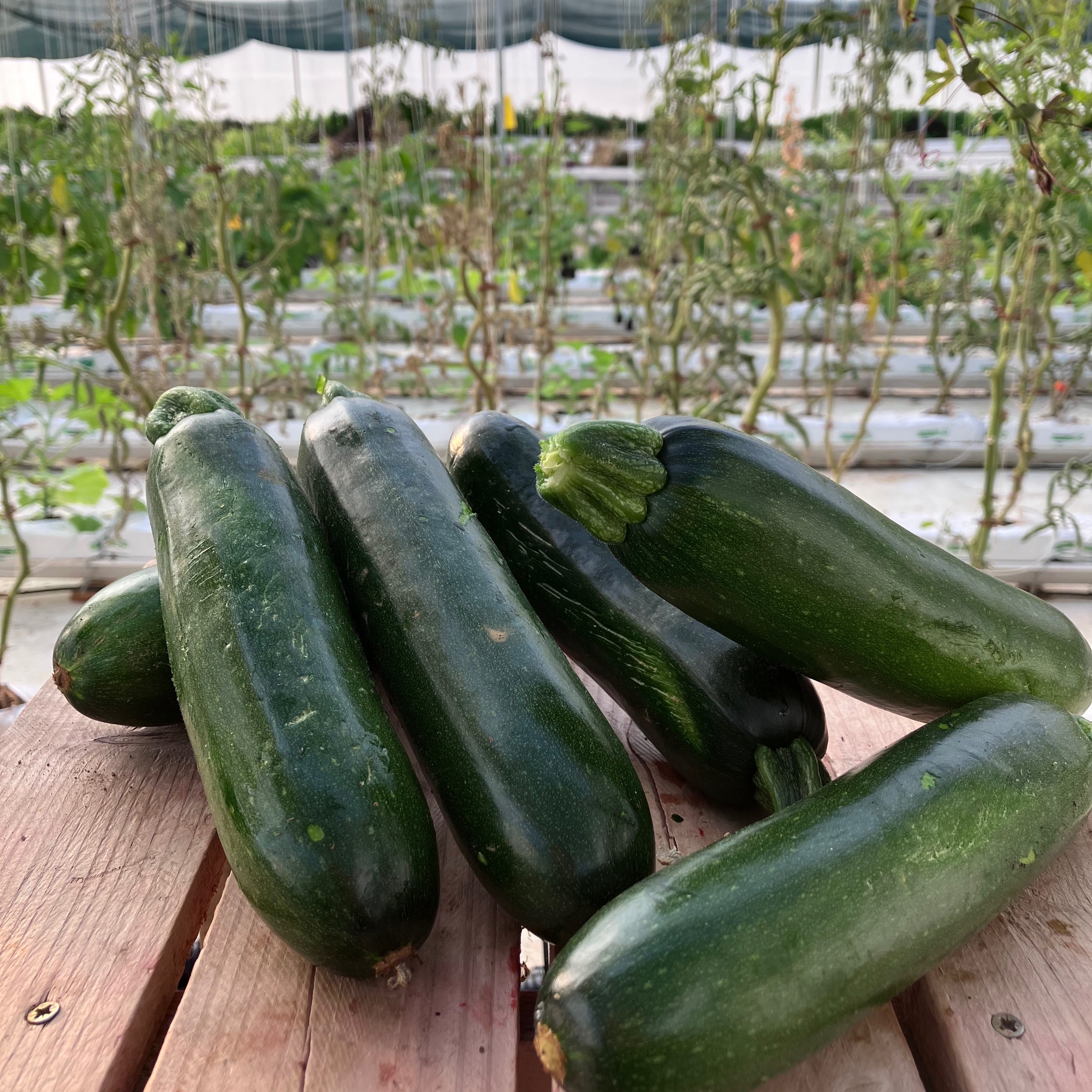 Courgette