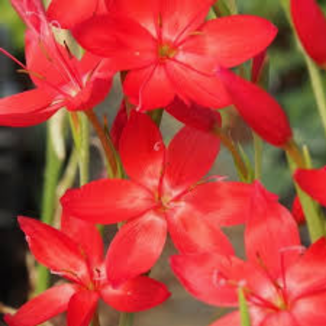 Schizostylis coccinea