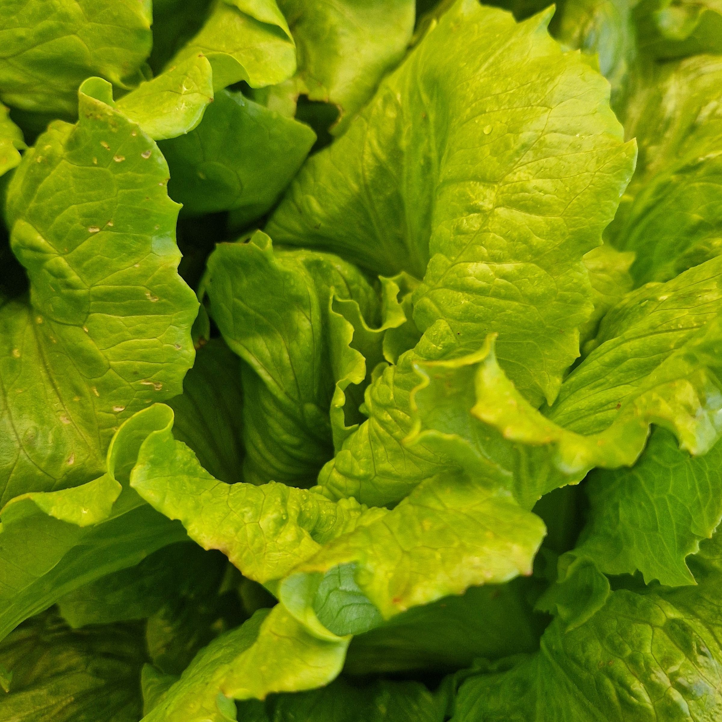 SALADE