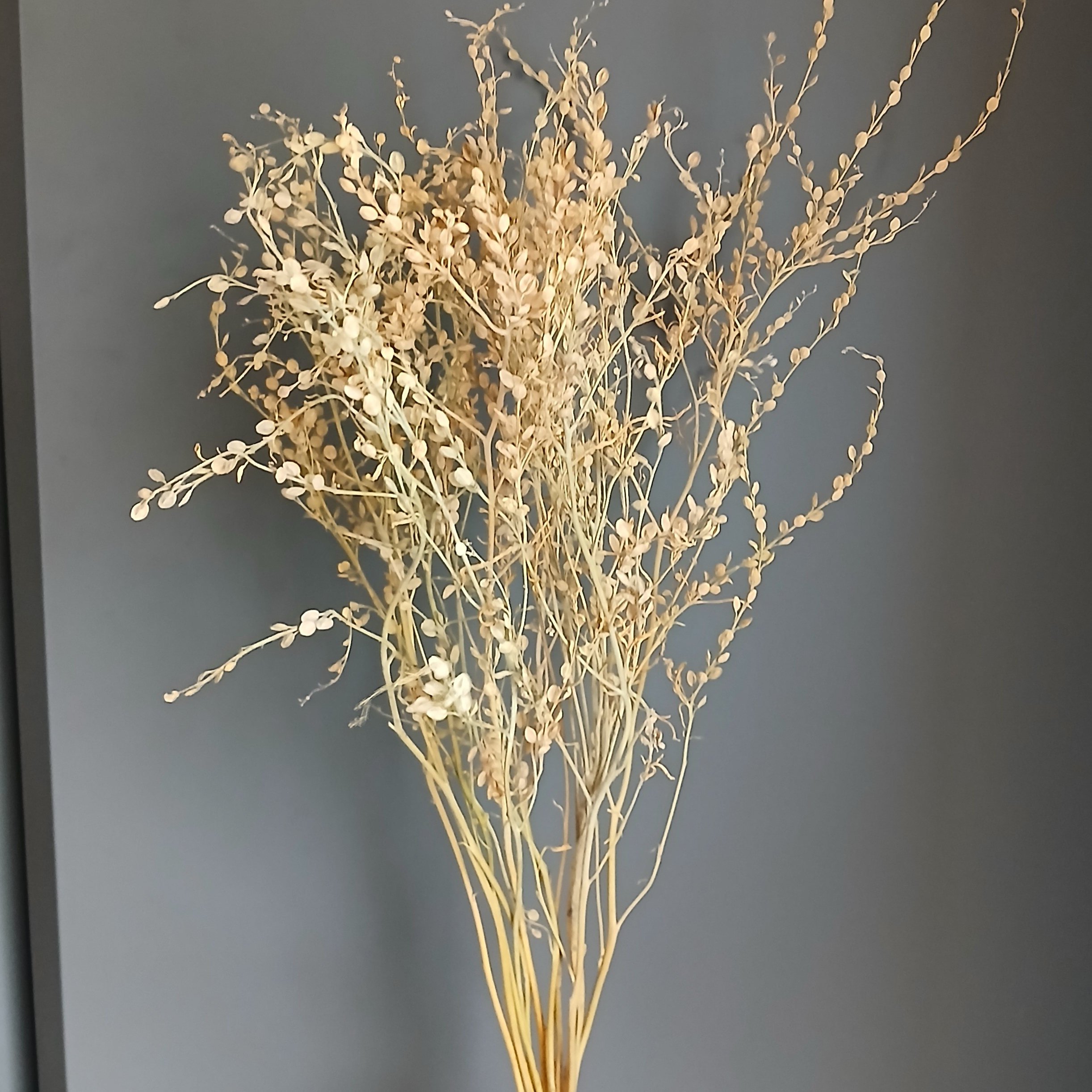 Cresson d’ornement (50 à 60 cm)