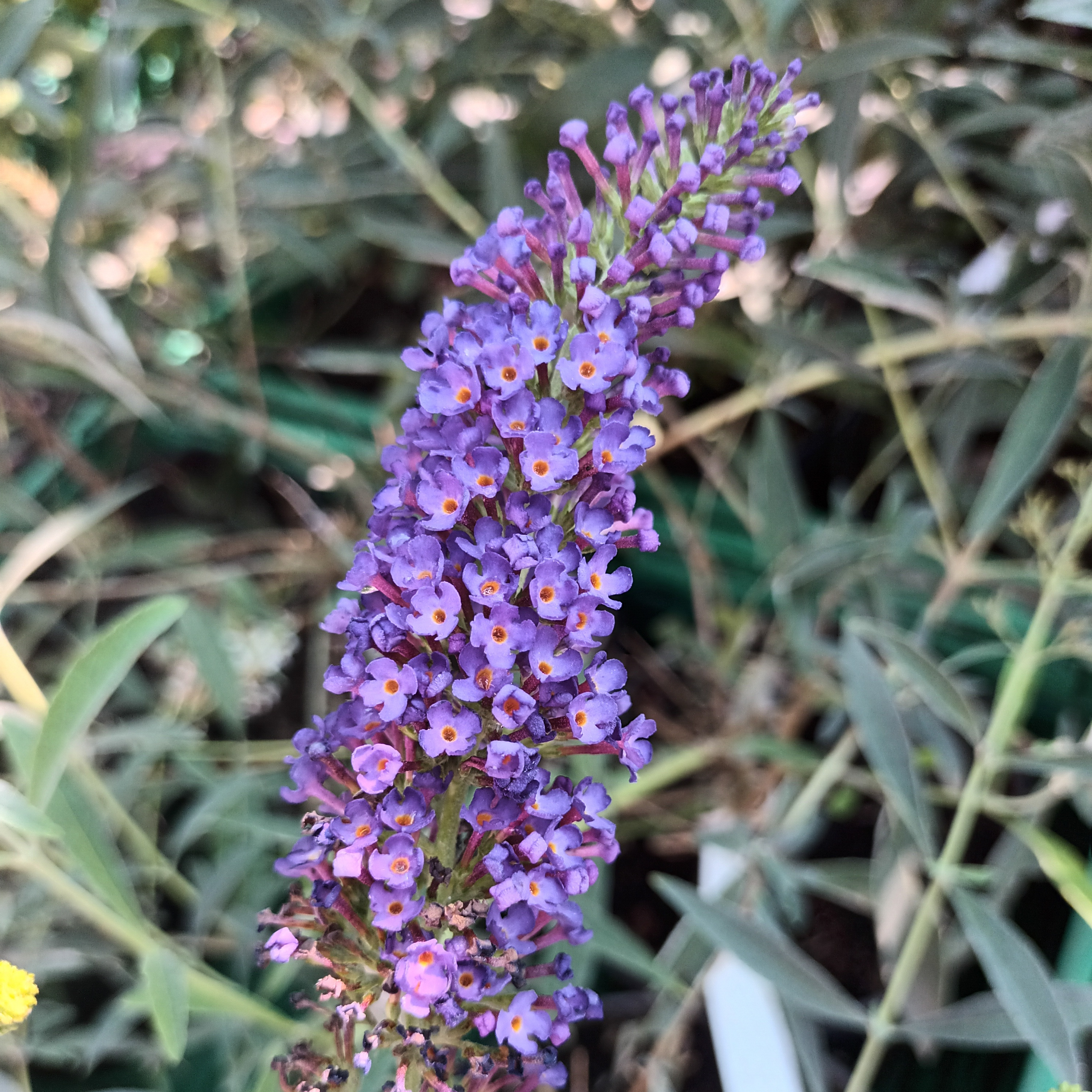 Buddleia Empire blue - 3l