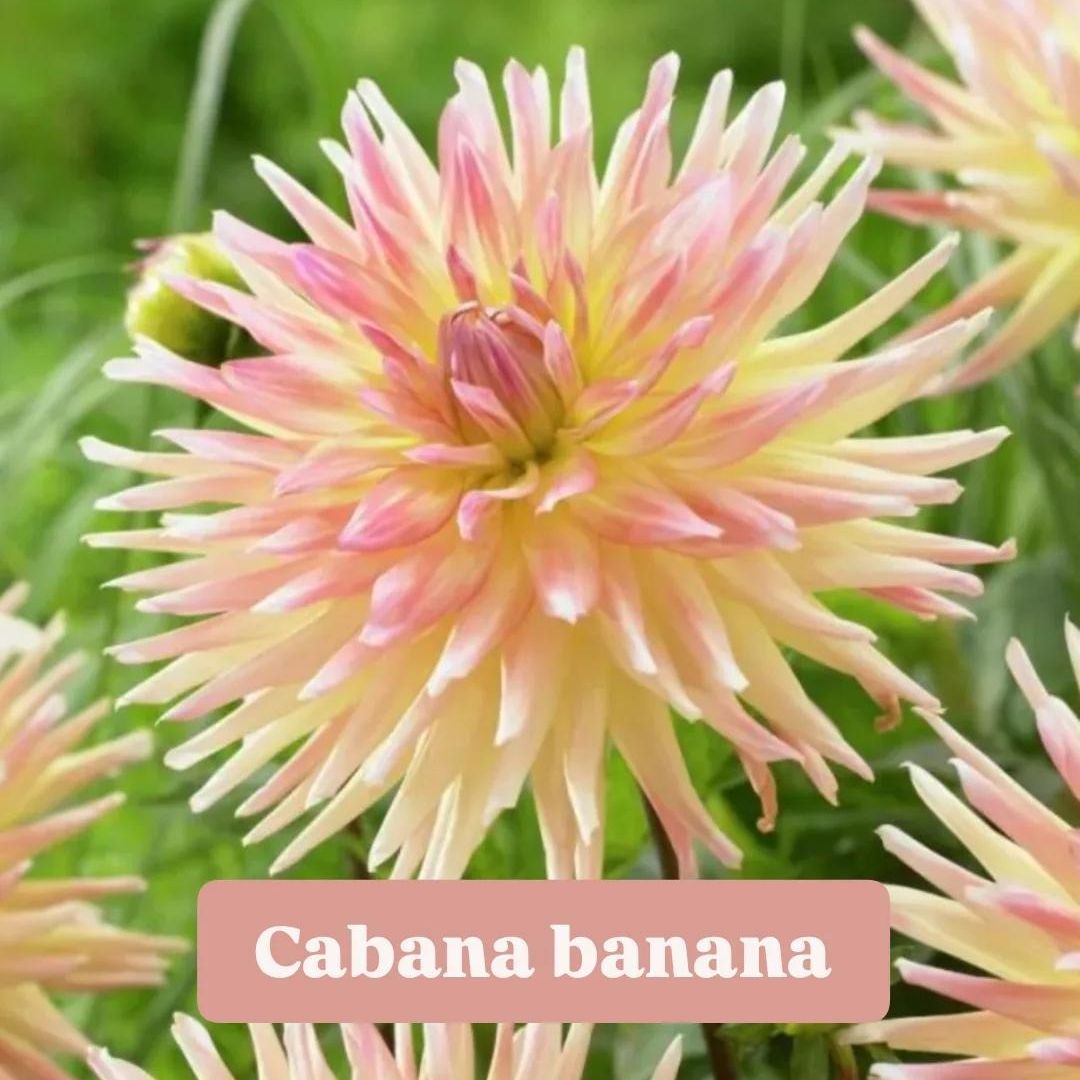 Dahlia Cabana Banana - 300g