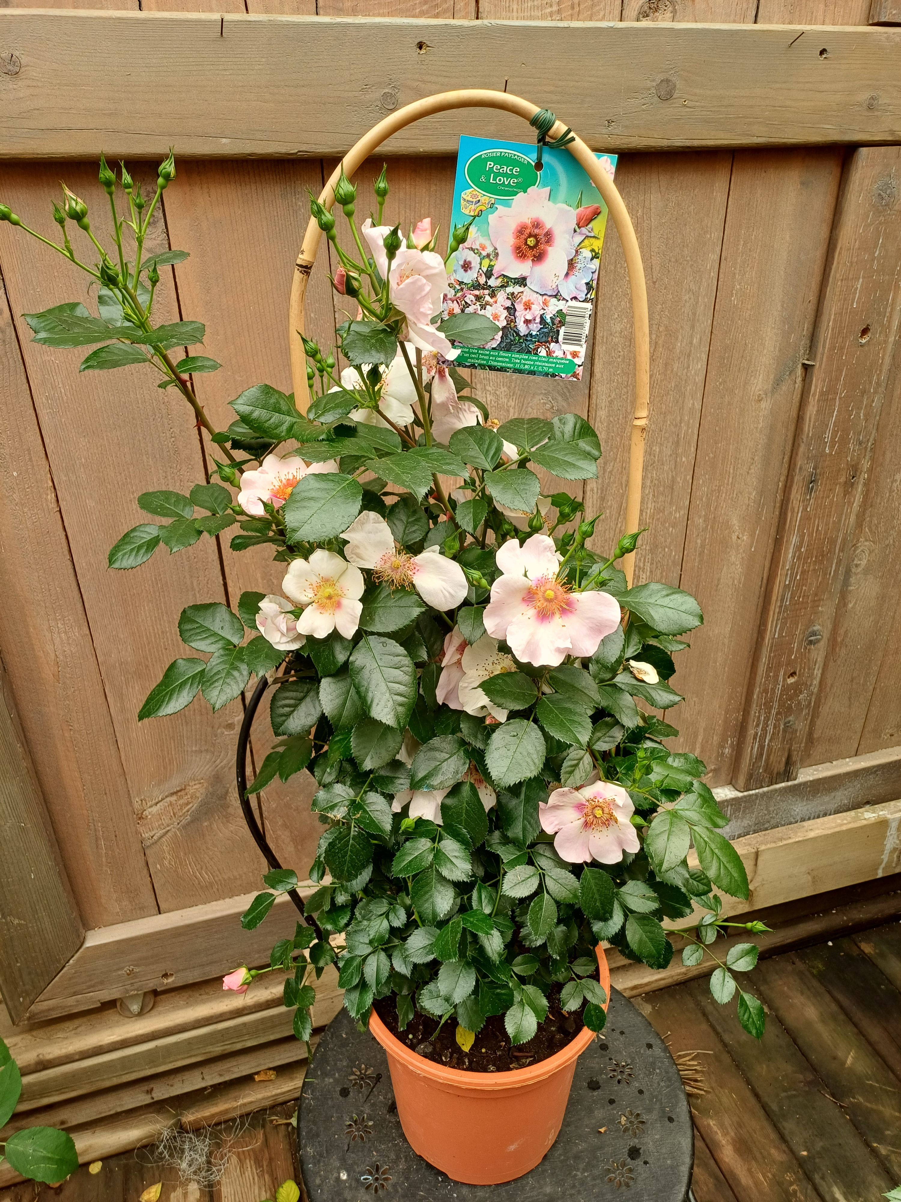 rosier de jardin, rose clair