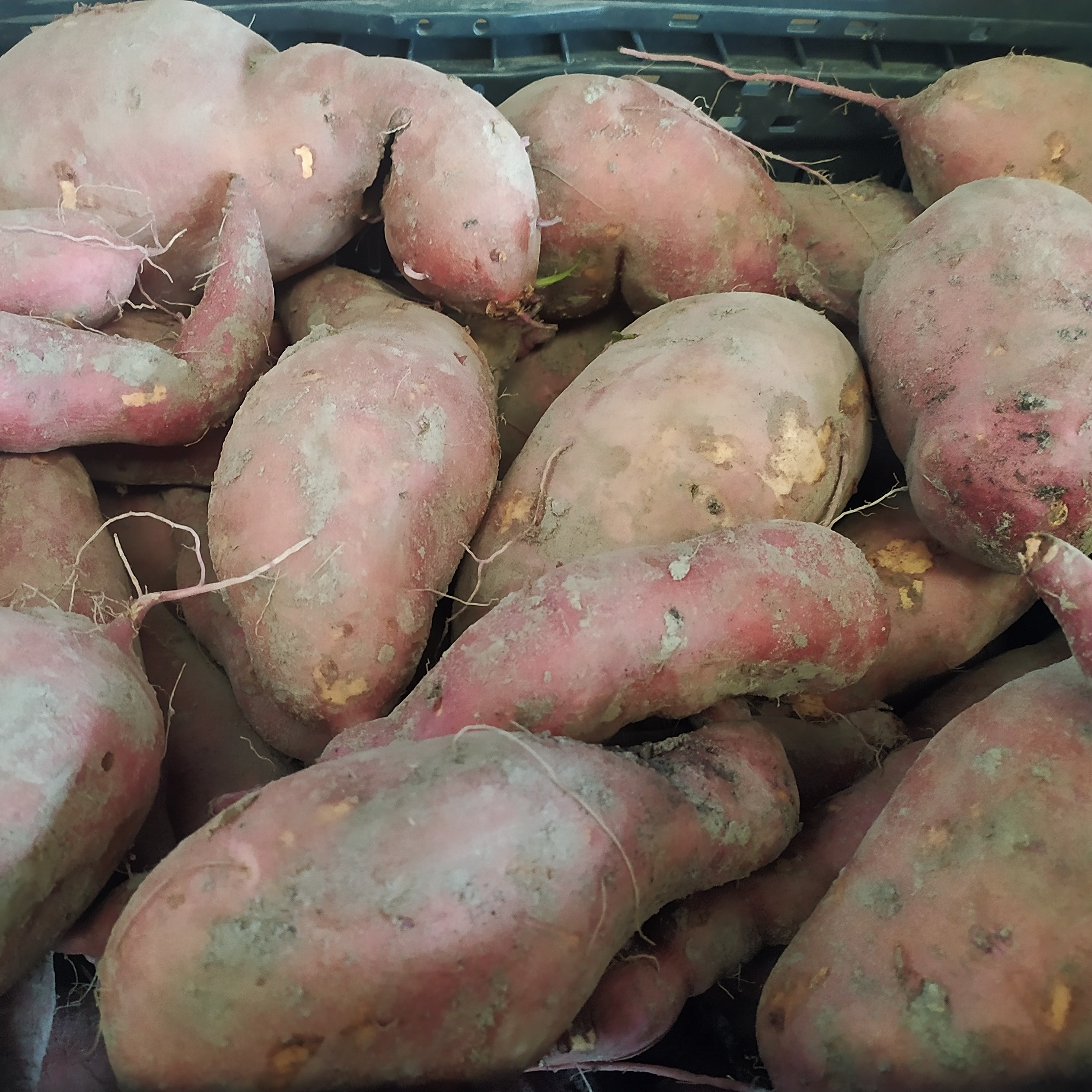 Patates douces
