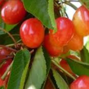 Cerisier - Prunus avium "Napoléon"