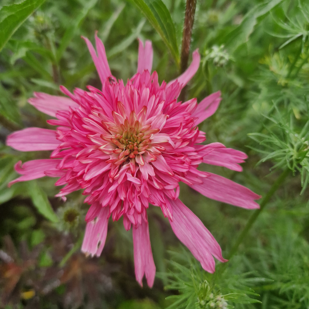 Echinacea Butterfly Kisses