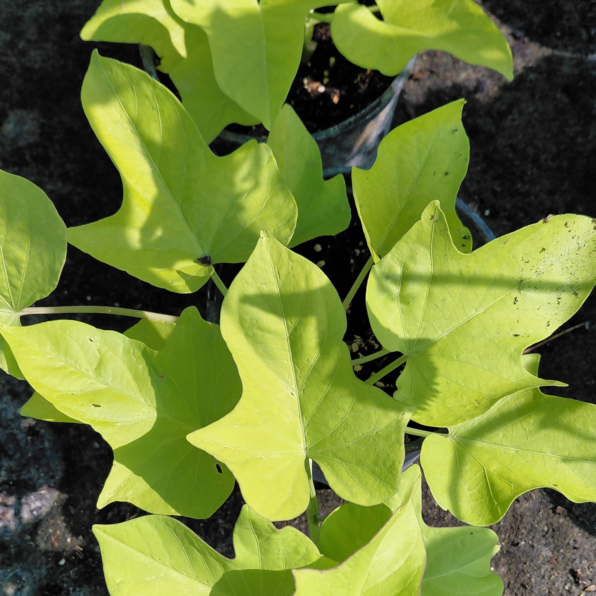 Patate douce ornementale / ipomoea batatas - 1l