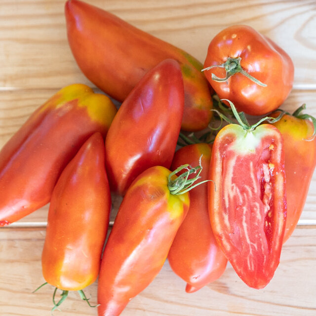 Plant de Tomate - Des andes