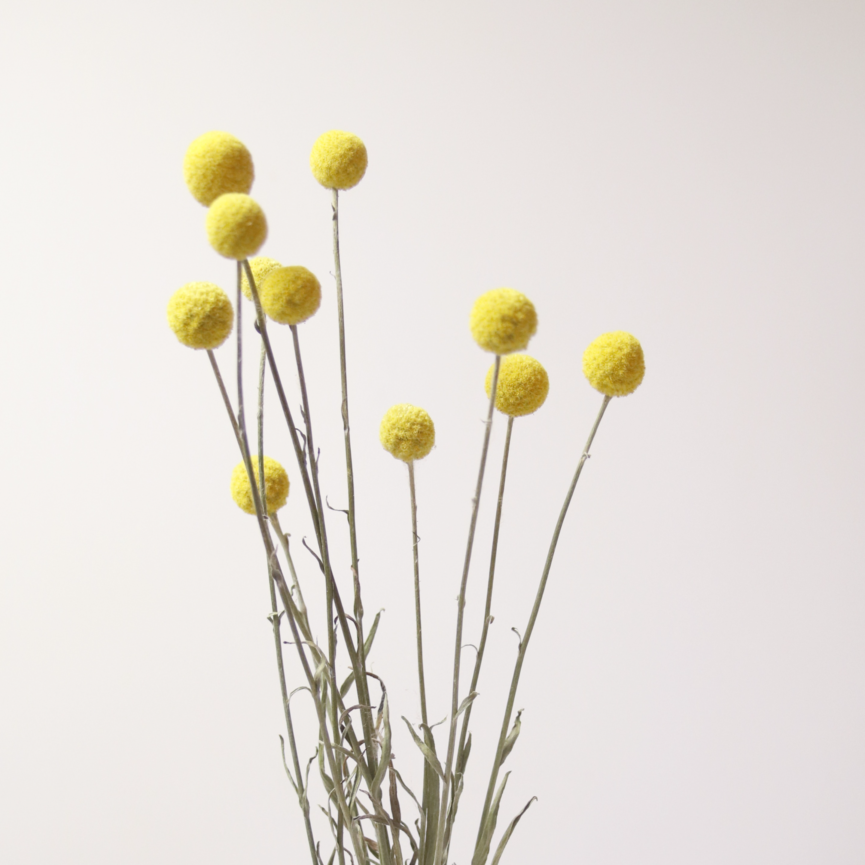 Craspedia séchée (Baguette Tambour)