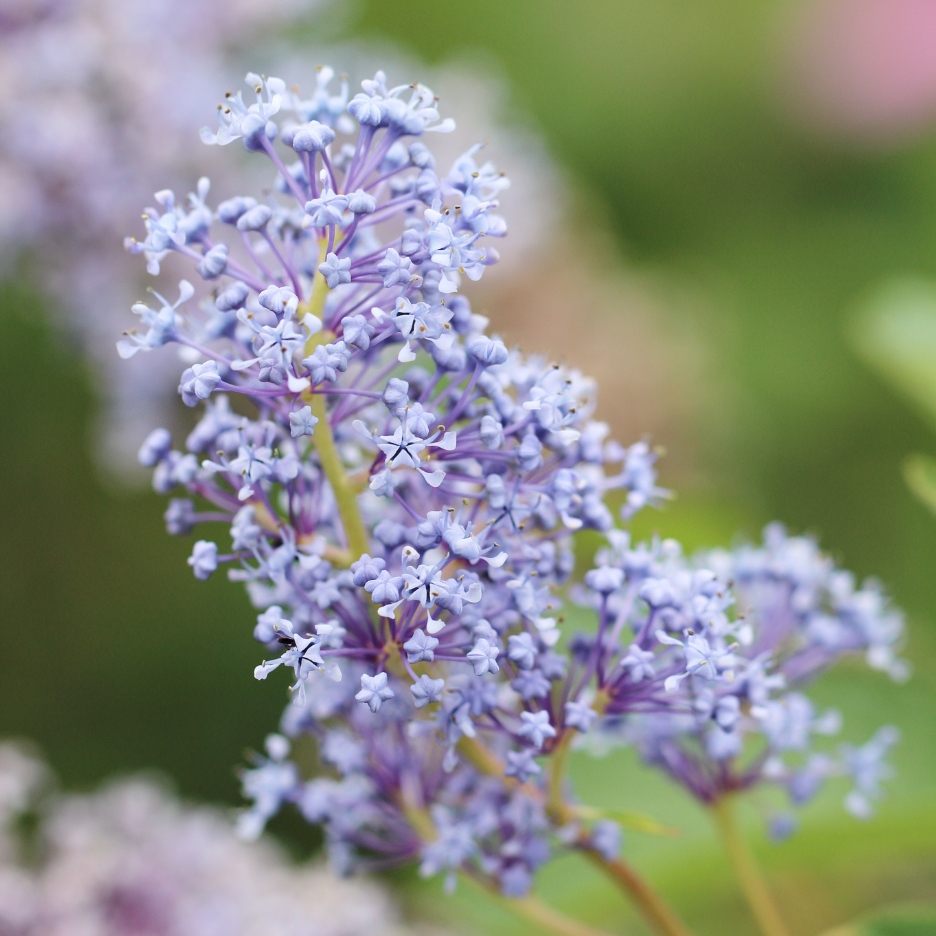 Ceanothe de Burkwood - 3l