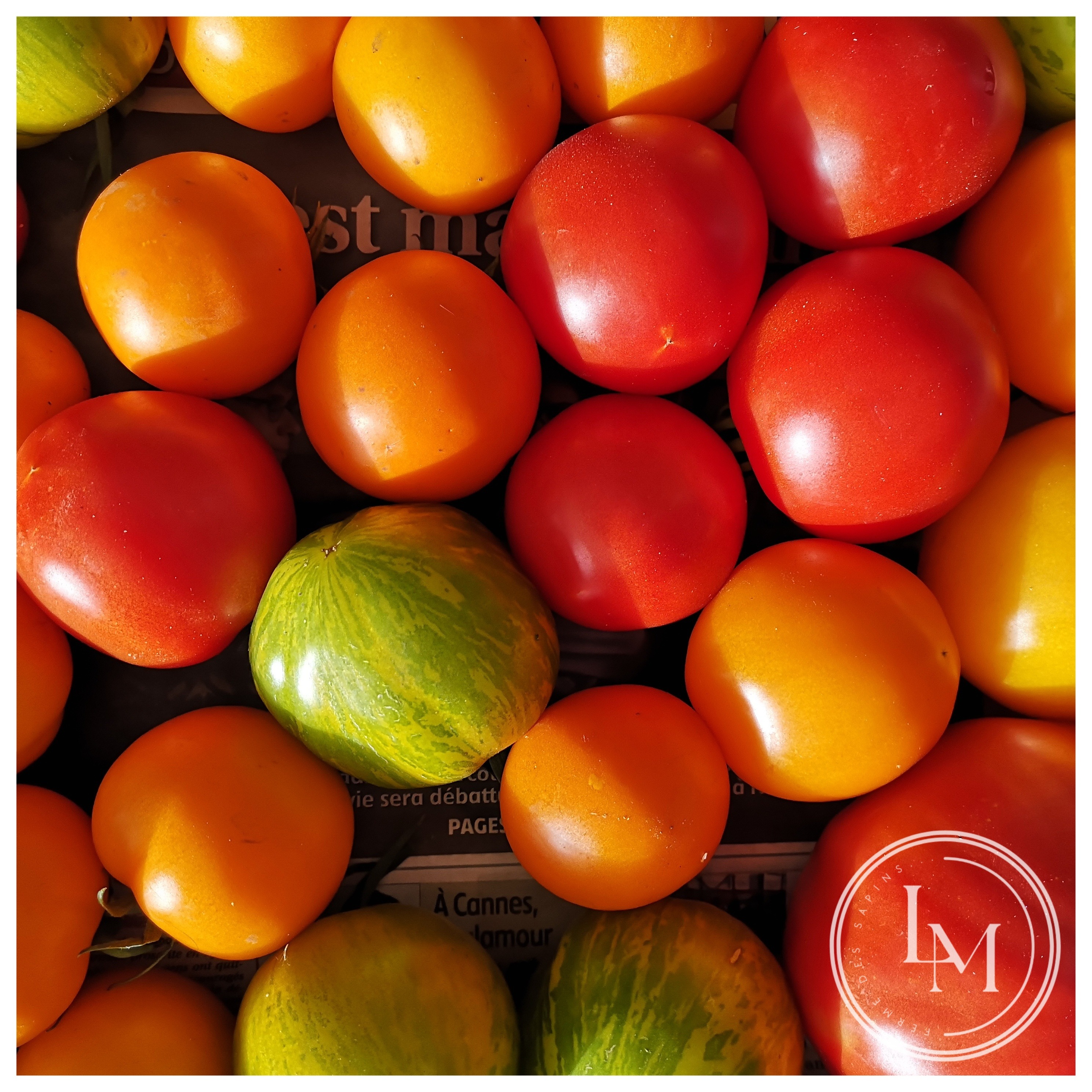 Tomates toutes variétés anciennes panachées (kg)