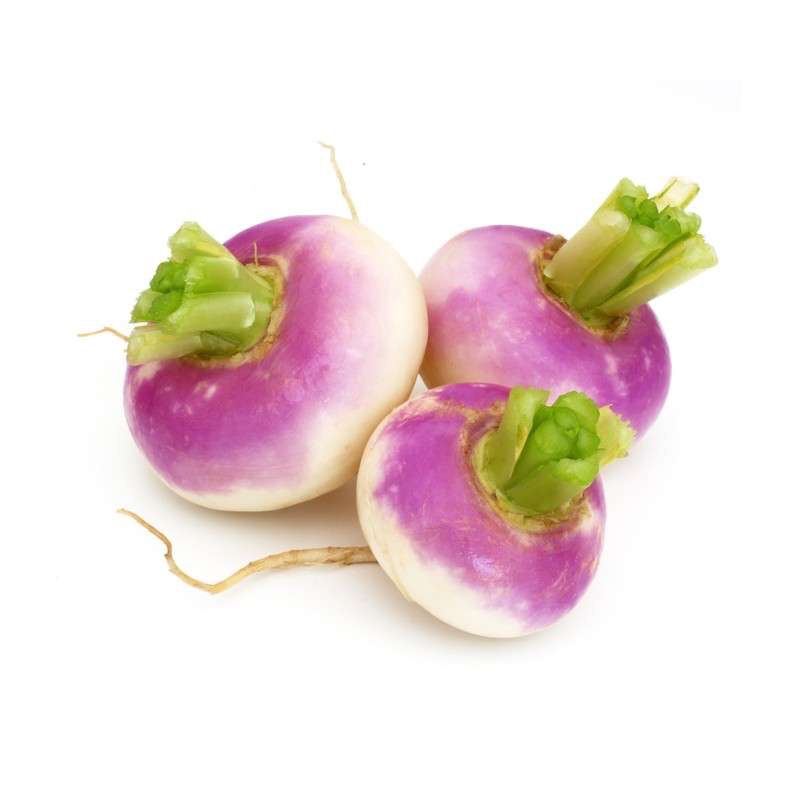 Navet nouveau violet