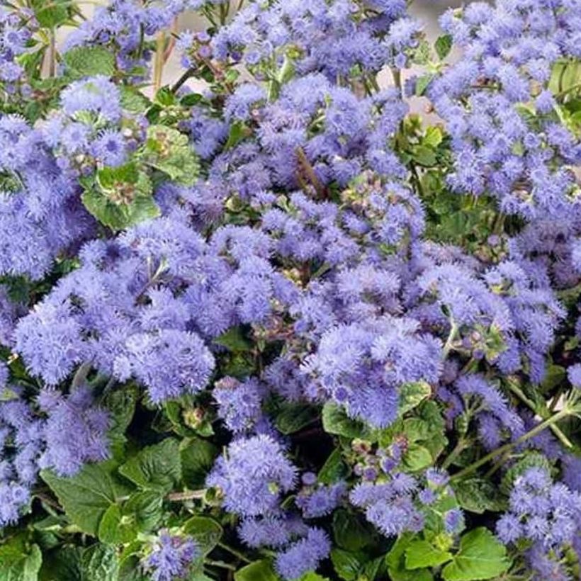 Ageratum à la tige