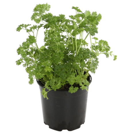 Pot de persil frisé