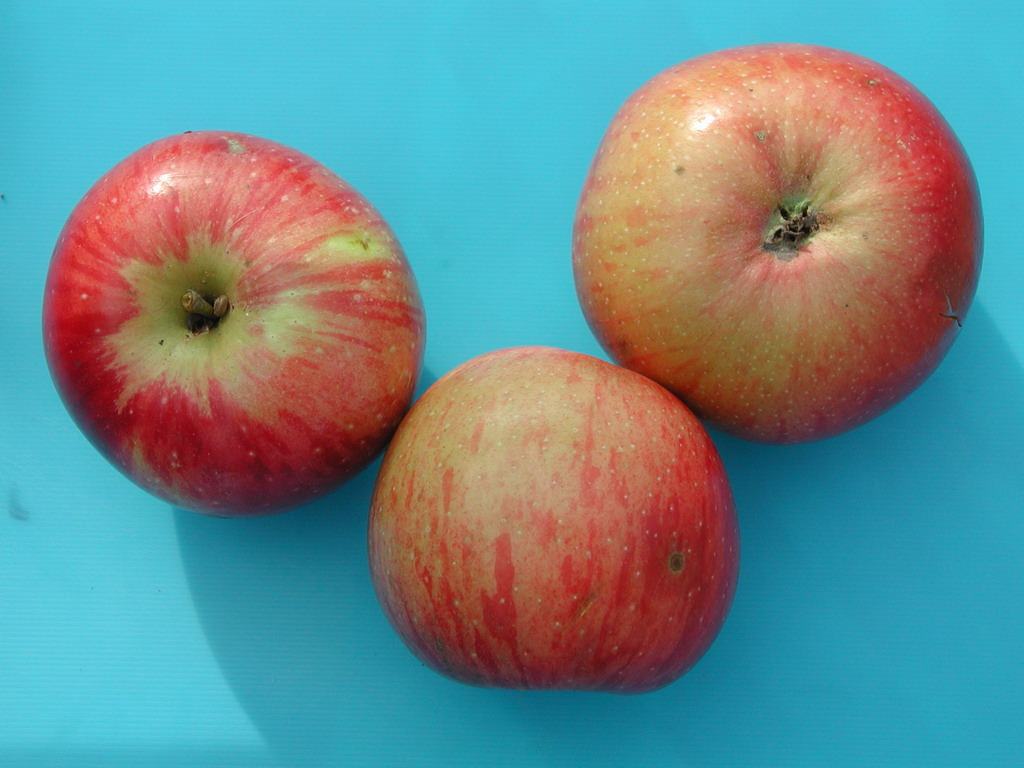 Pommier - Malus domestica "La Nationale"
