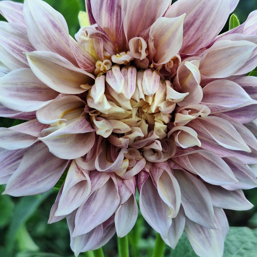 Tubercules de Dahlias – Variété "Café au Lait" - 0,15g