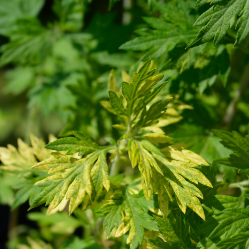 ARMOISE PANACHÉE Bio