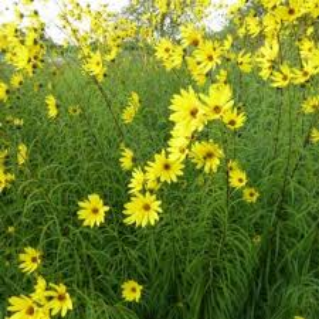 Helianthus Salicifolius’