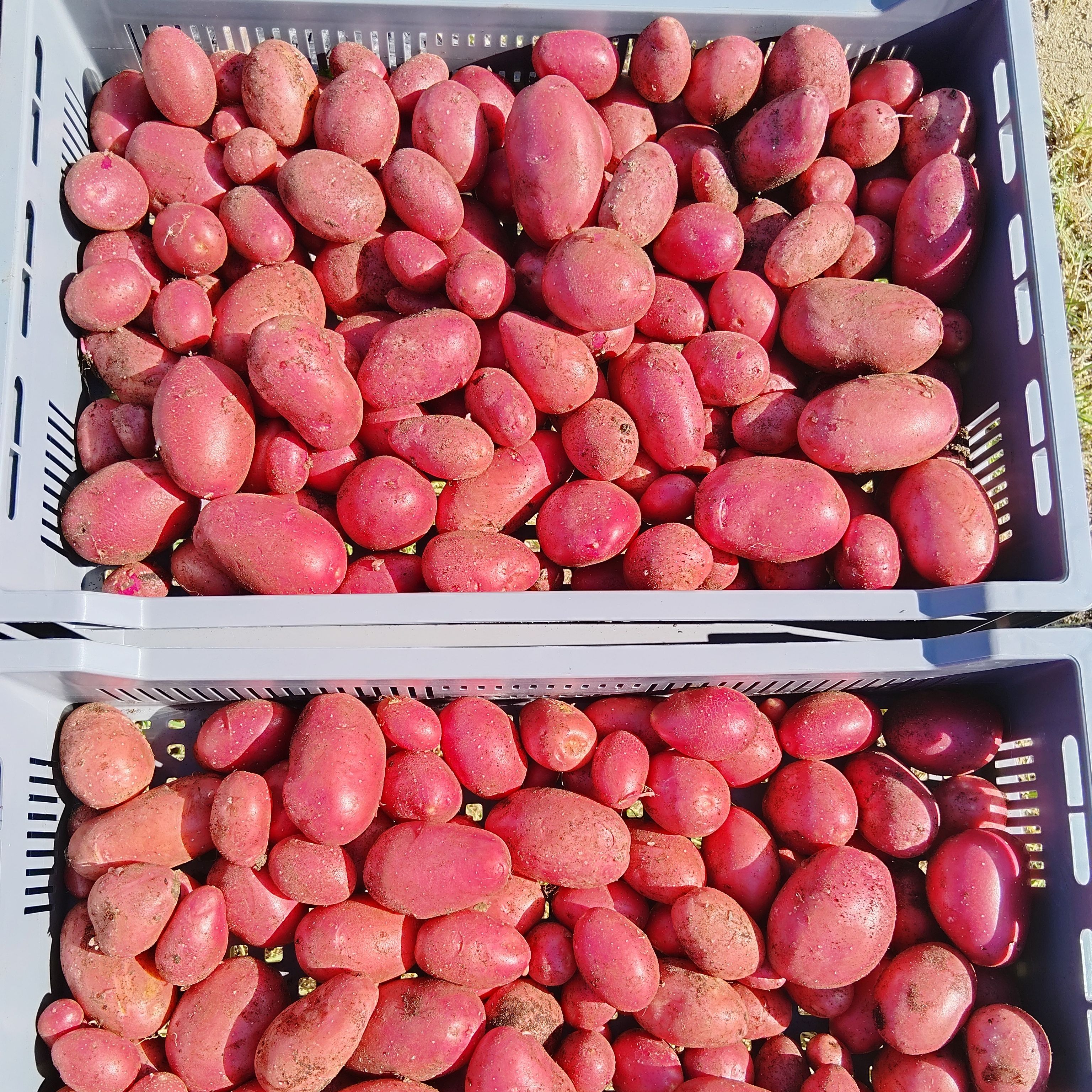 Pomme de Terre primeur rouge