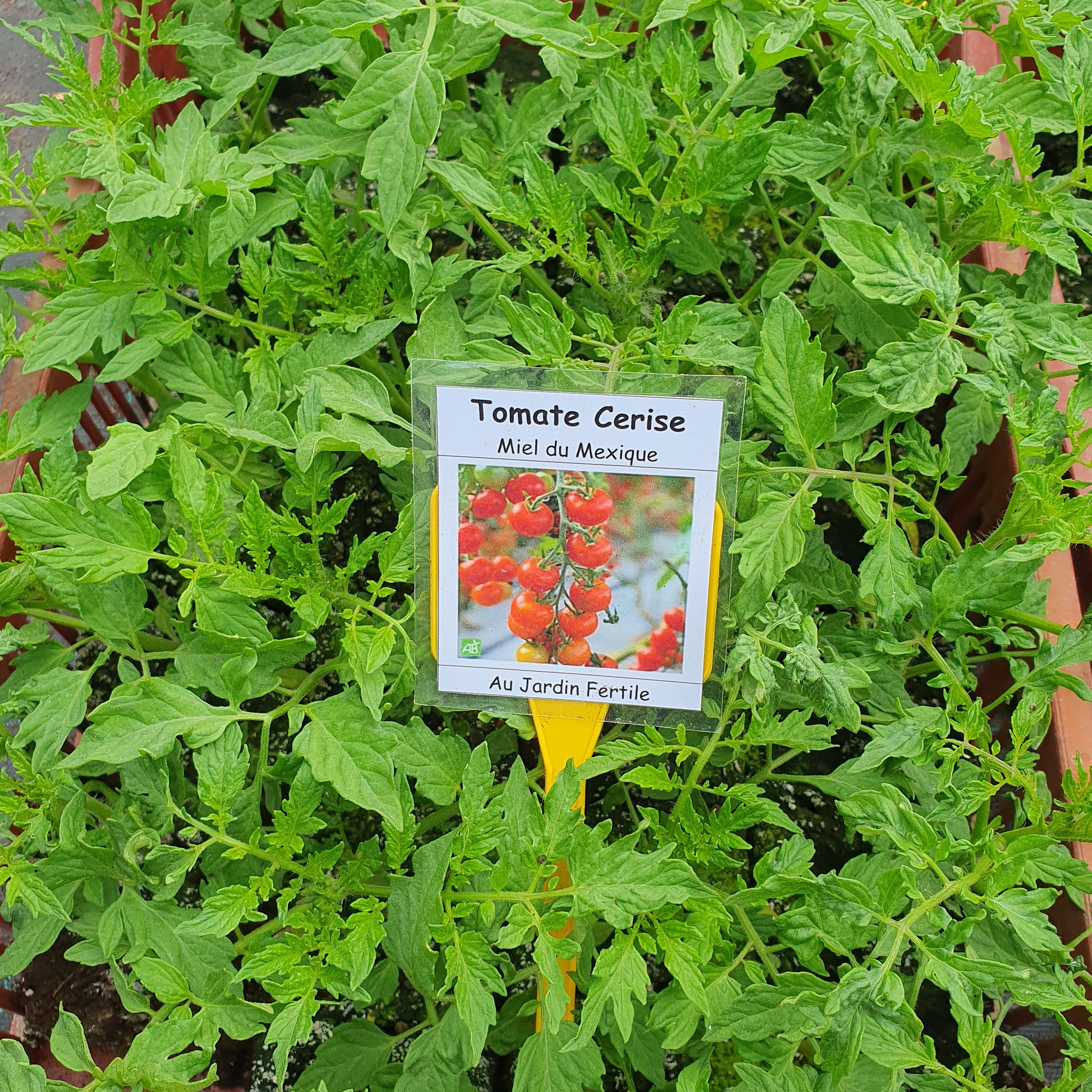 Plant Tomate cerise Miel du Mexique