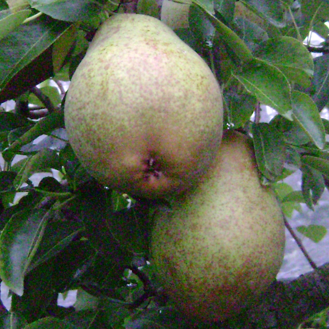 Poire Williams Cat II Cal 65/75