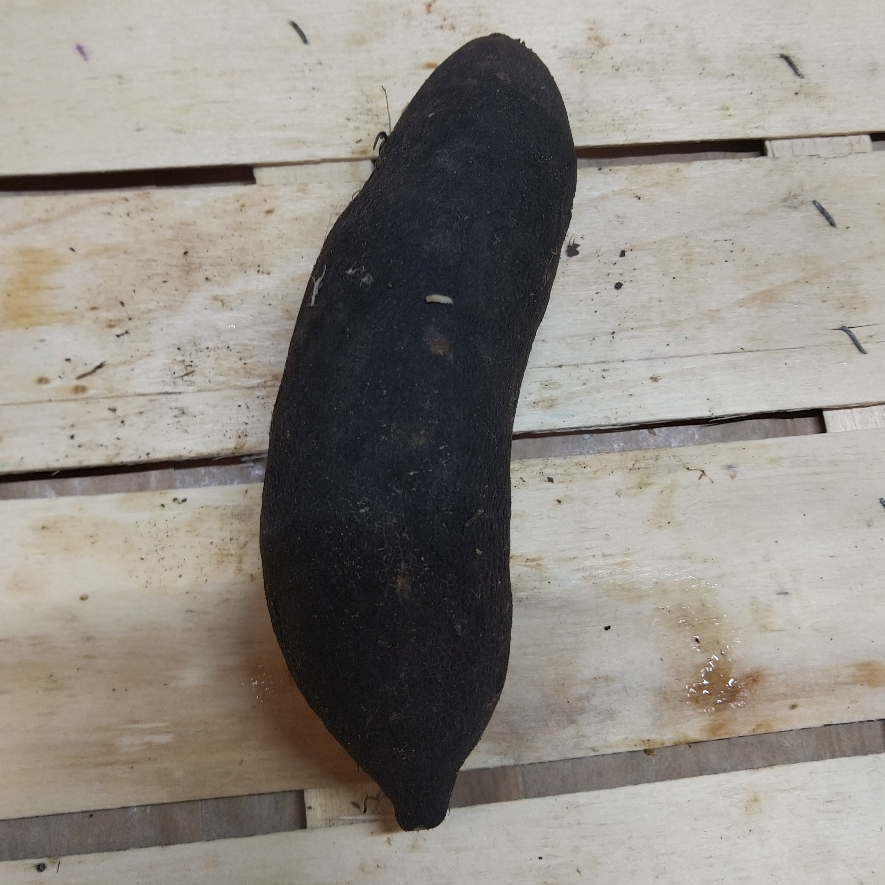 Radis noir pièce - 300g