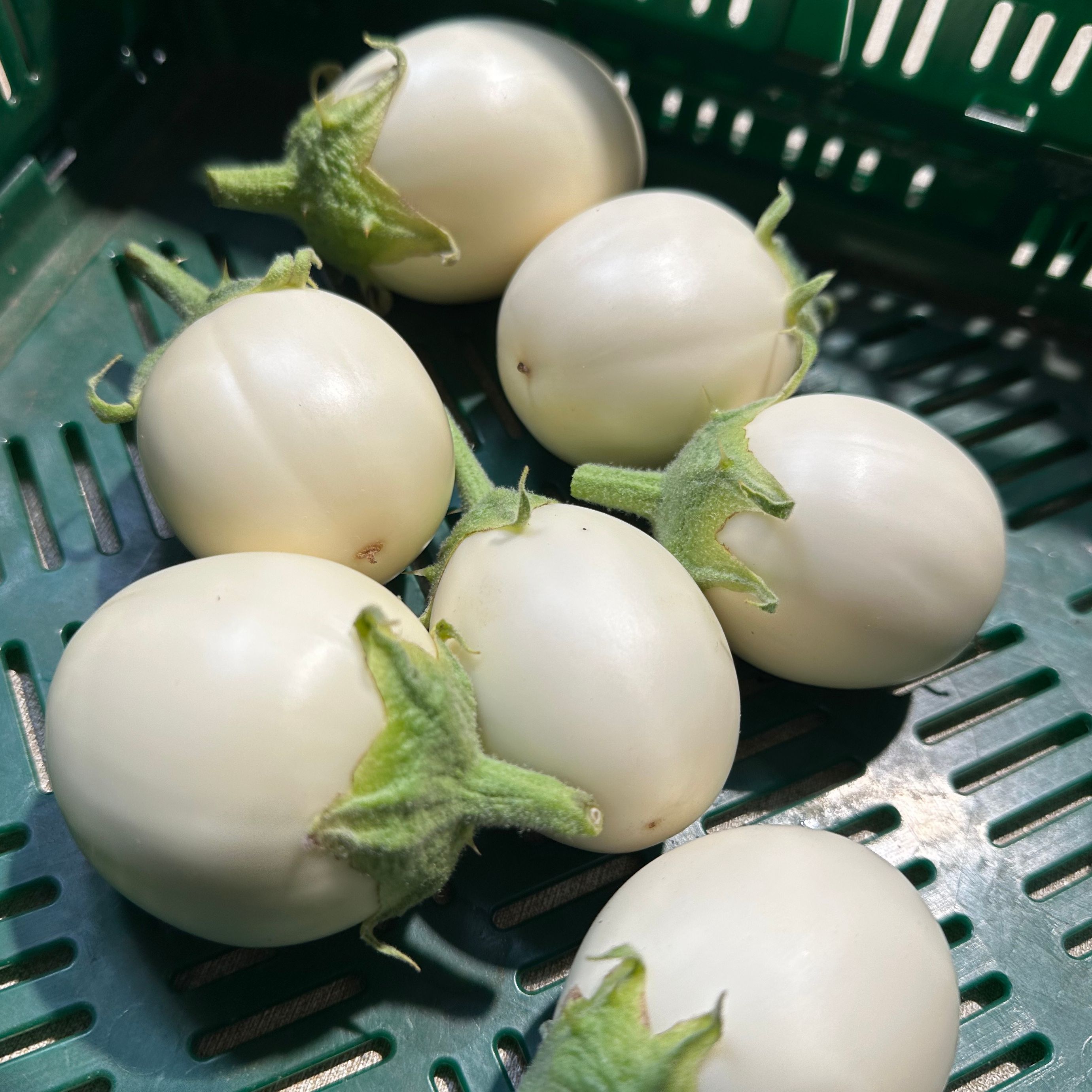 Mini Aubergines - Du Jardin