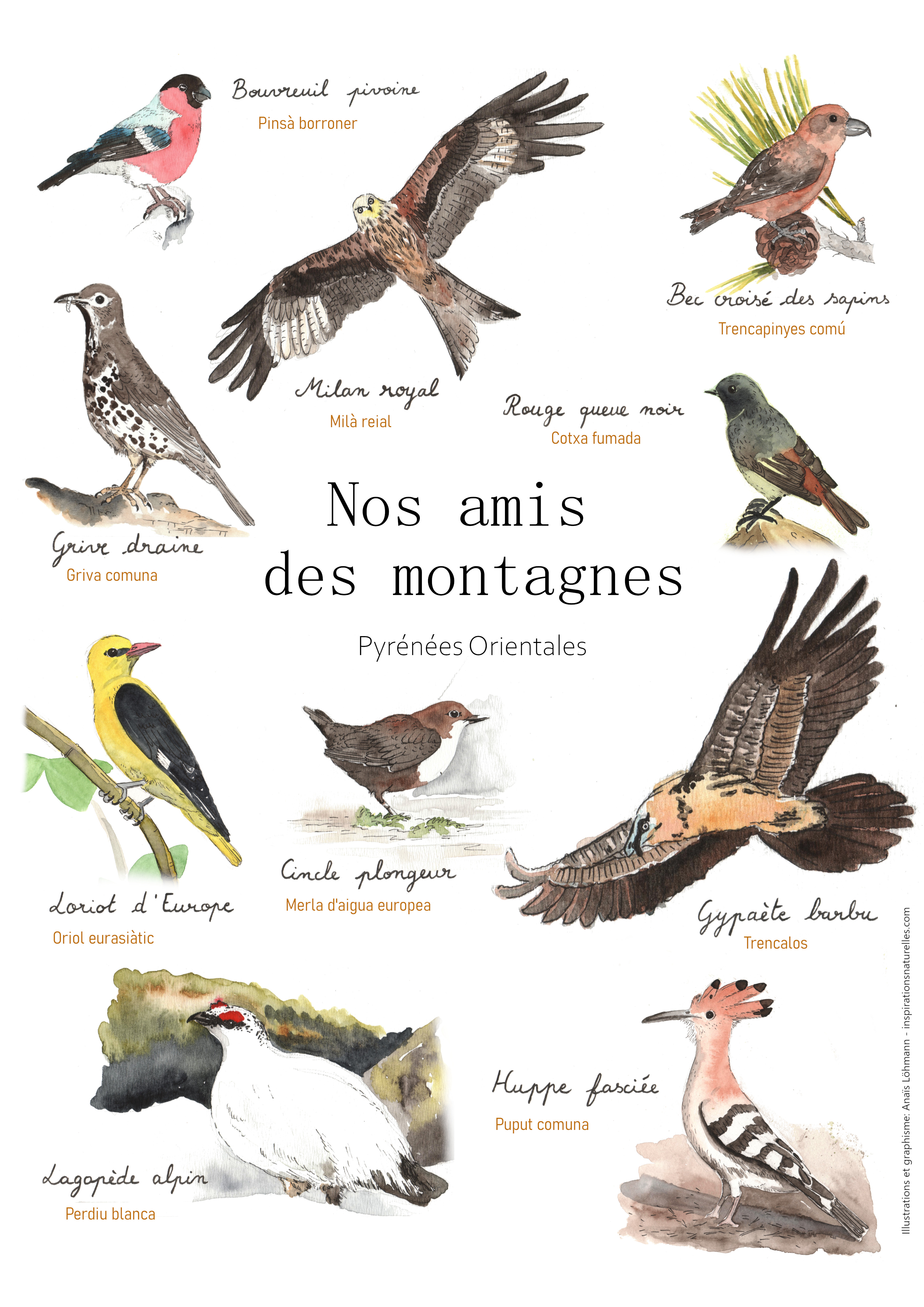 Affiche Oiseaux des Pyrénées Orientales