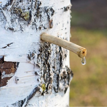 sève de bouleau