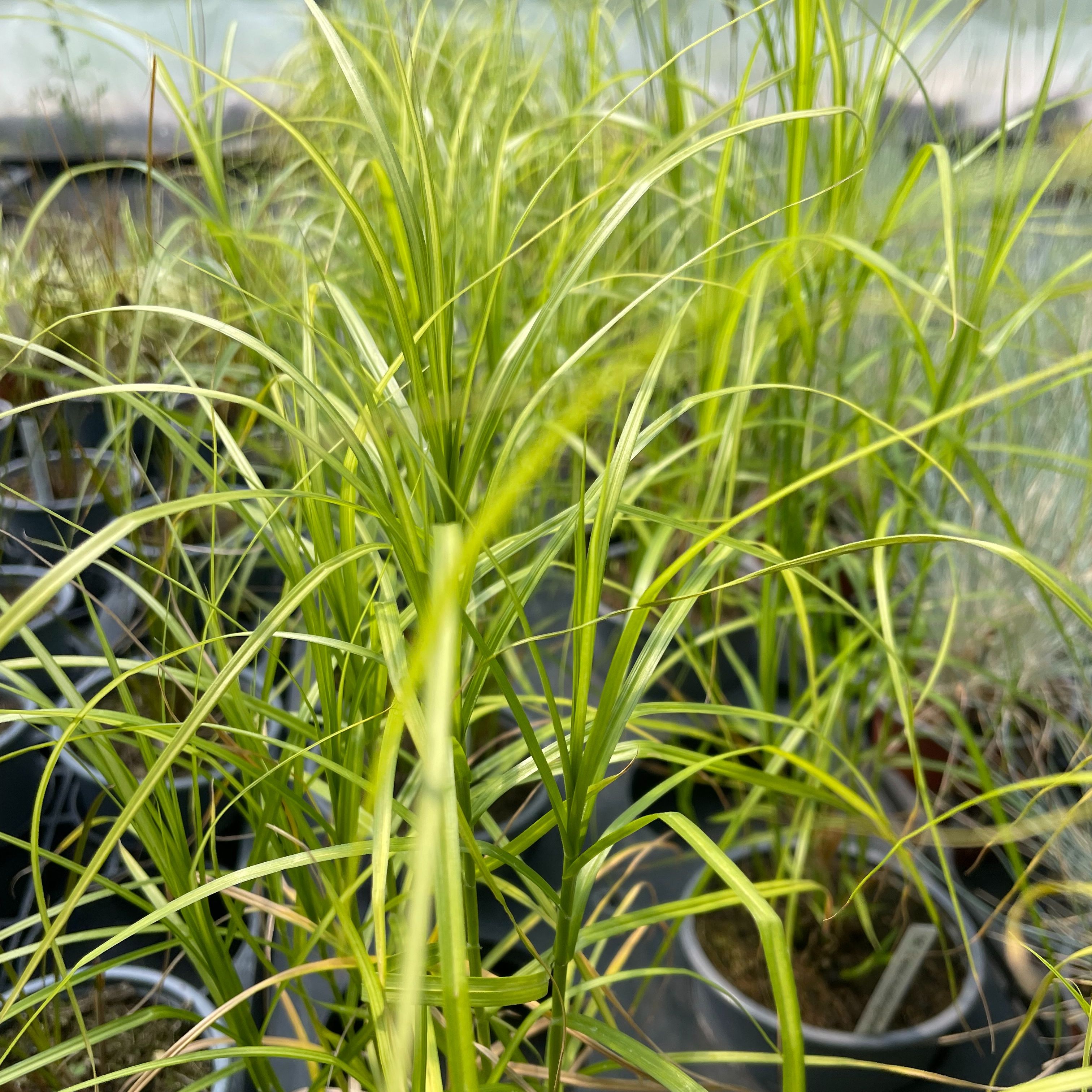 Carex muskingumensis