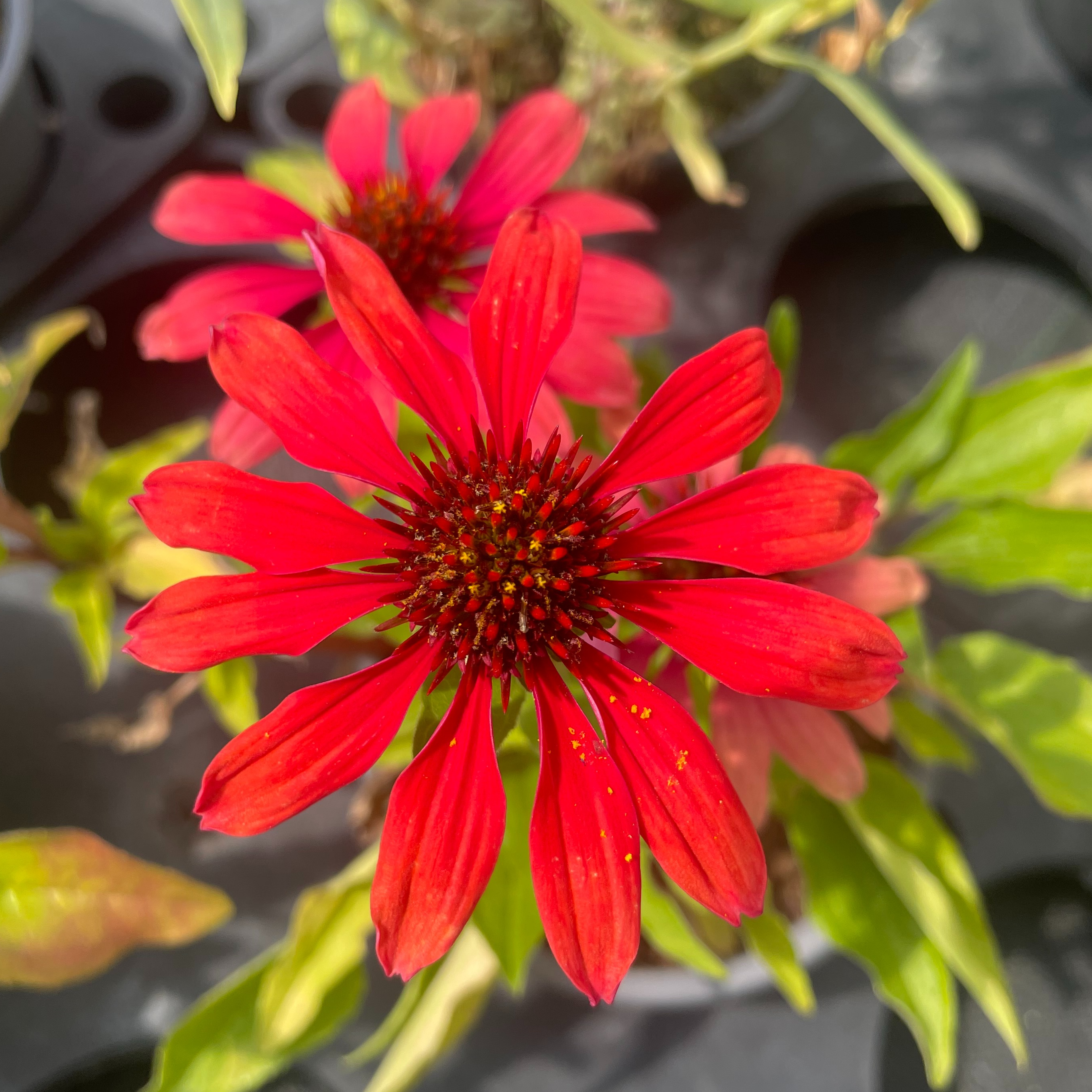 Echinacea ‘Panama Red’