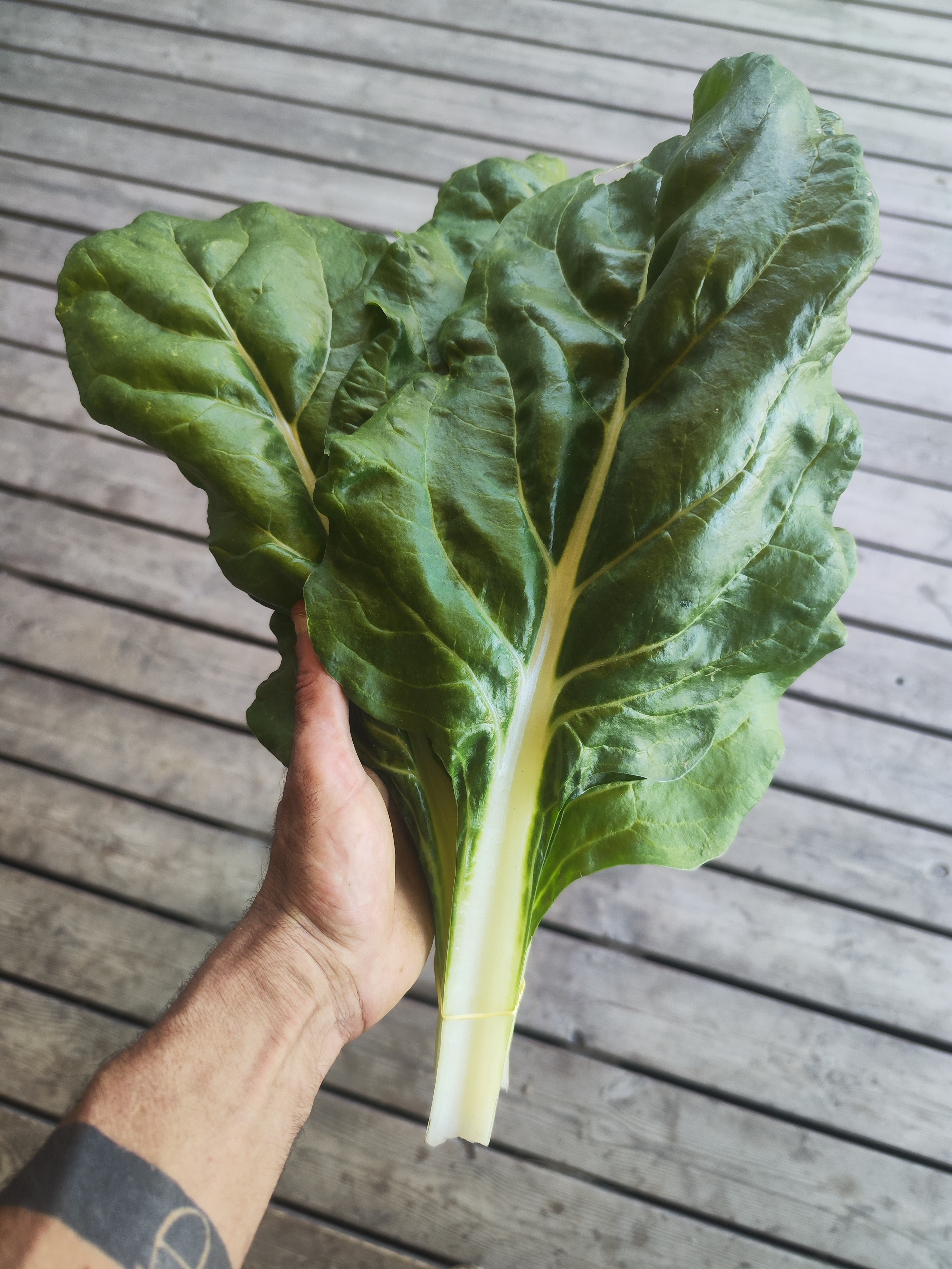 Blette a cardes blanches