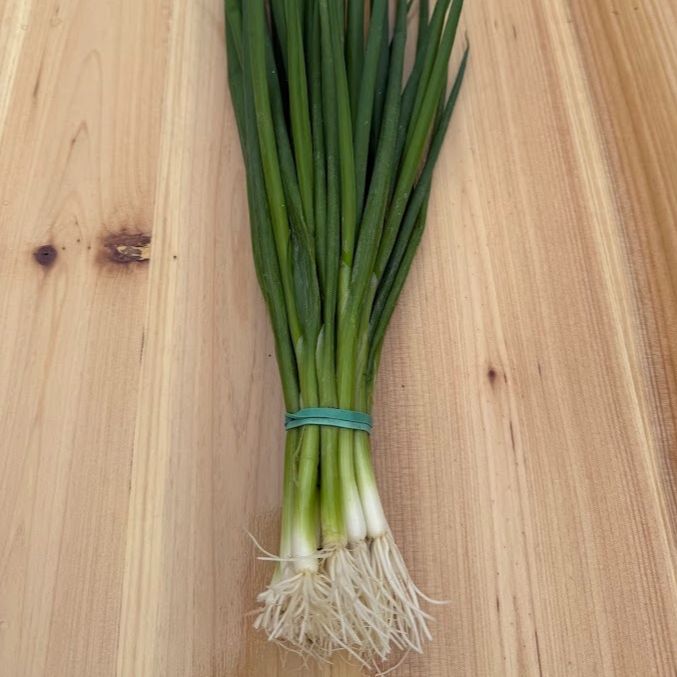 Oignon Cébette